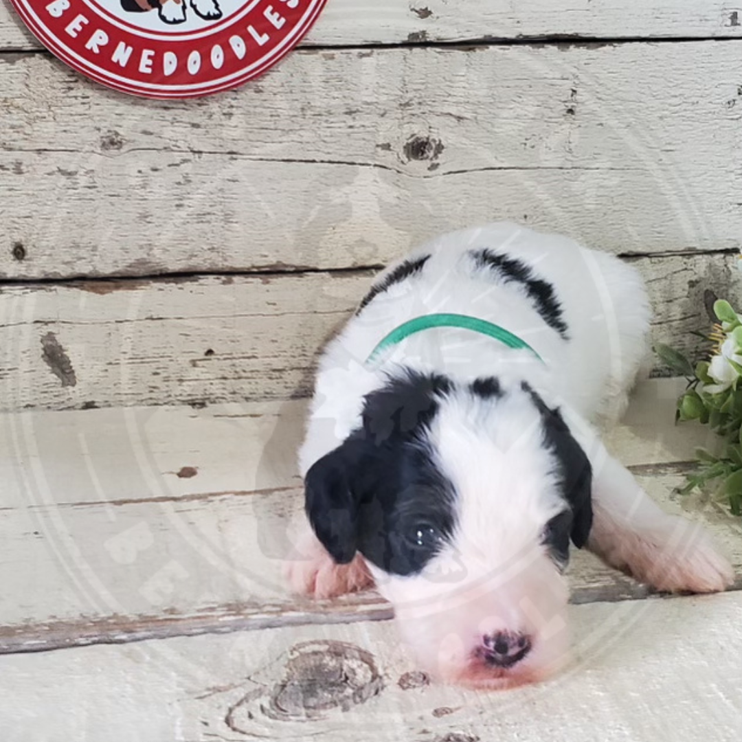 Fiona (Female, F1b Maxi Bernedoodle)