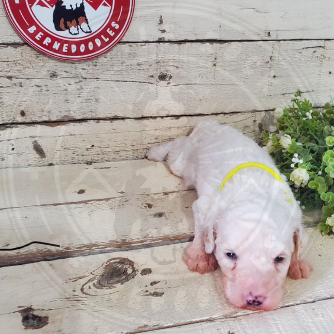 Fargo (Male, F1b Maxi Bernedoodle) $1500