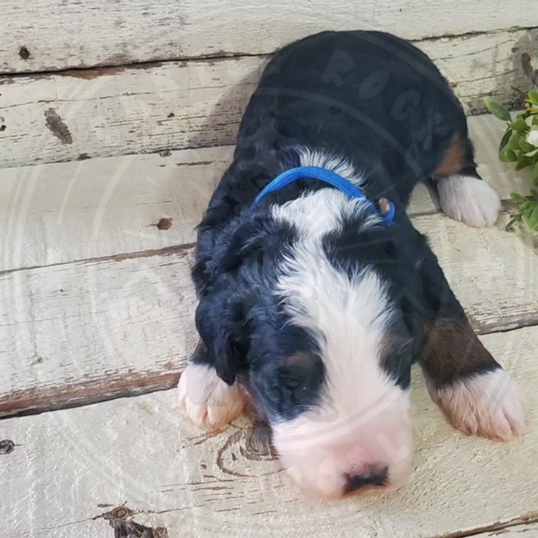 Fleur (Female, F1b Maxi Bernedoodle)