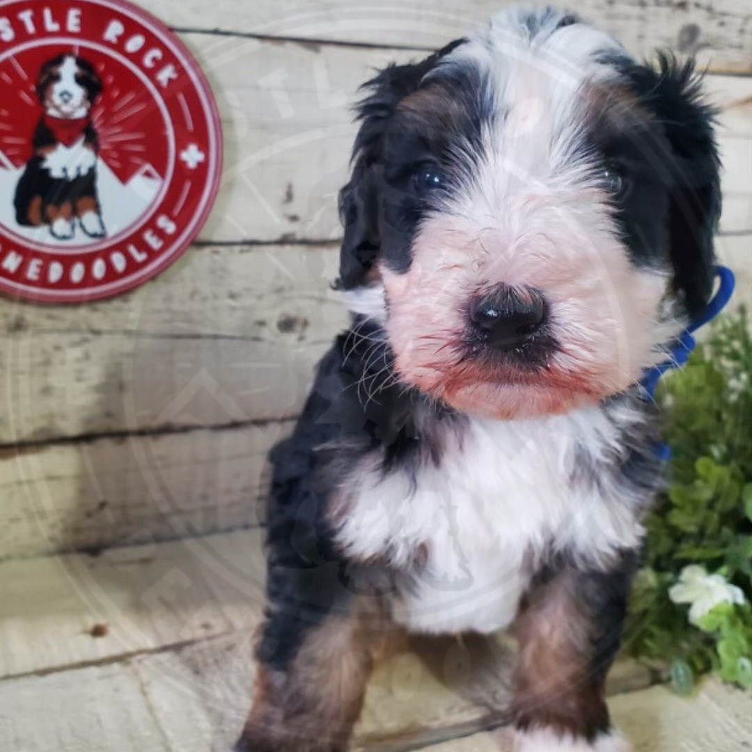Fleur (Female, F1b Maxi Bernedoodle)