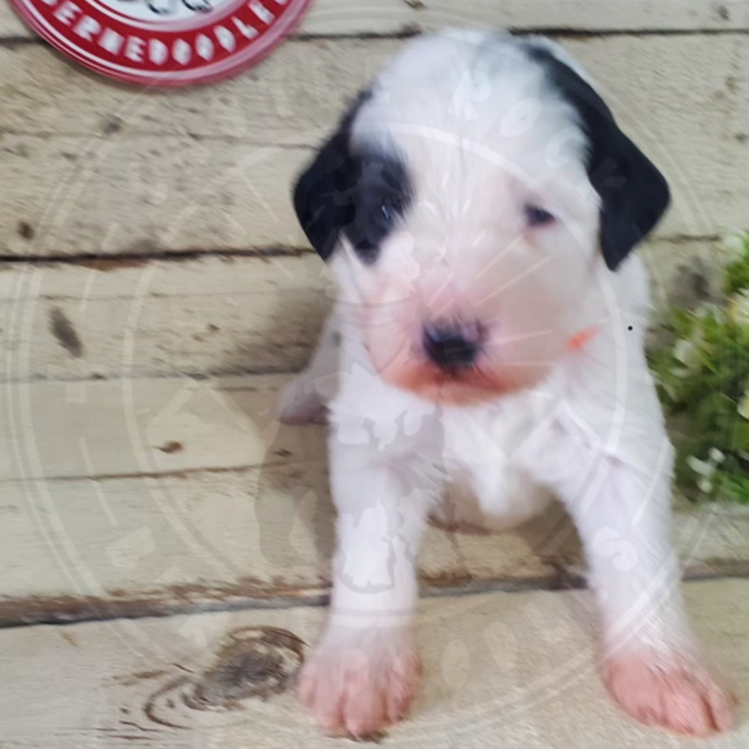 Forrest (Male, F1b Maxi Bernedoodle)