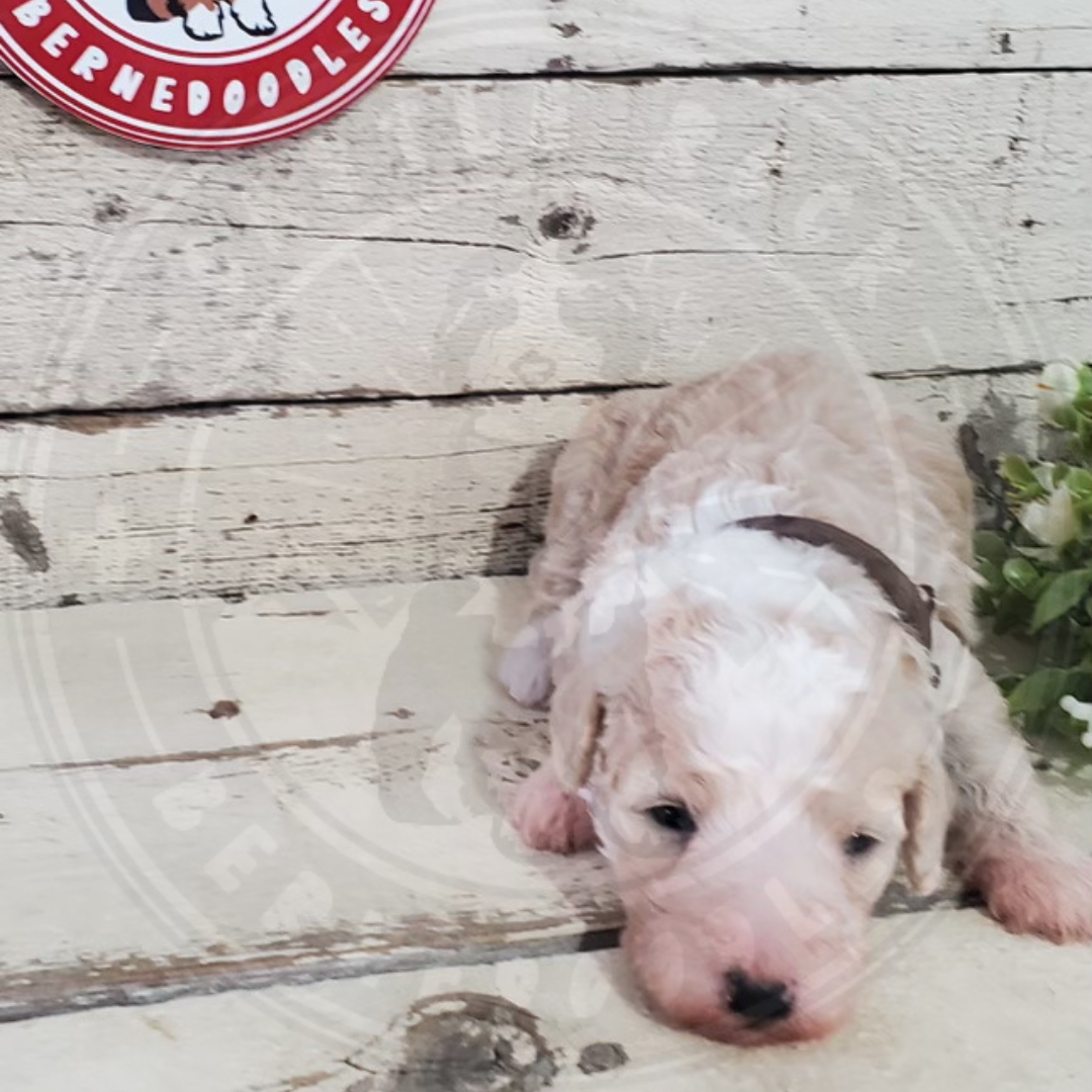 Frisco (Male, F1b Maxi Bernedoodle)