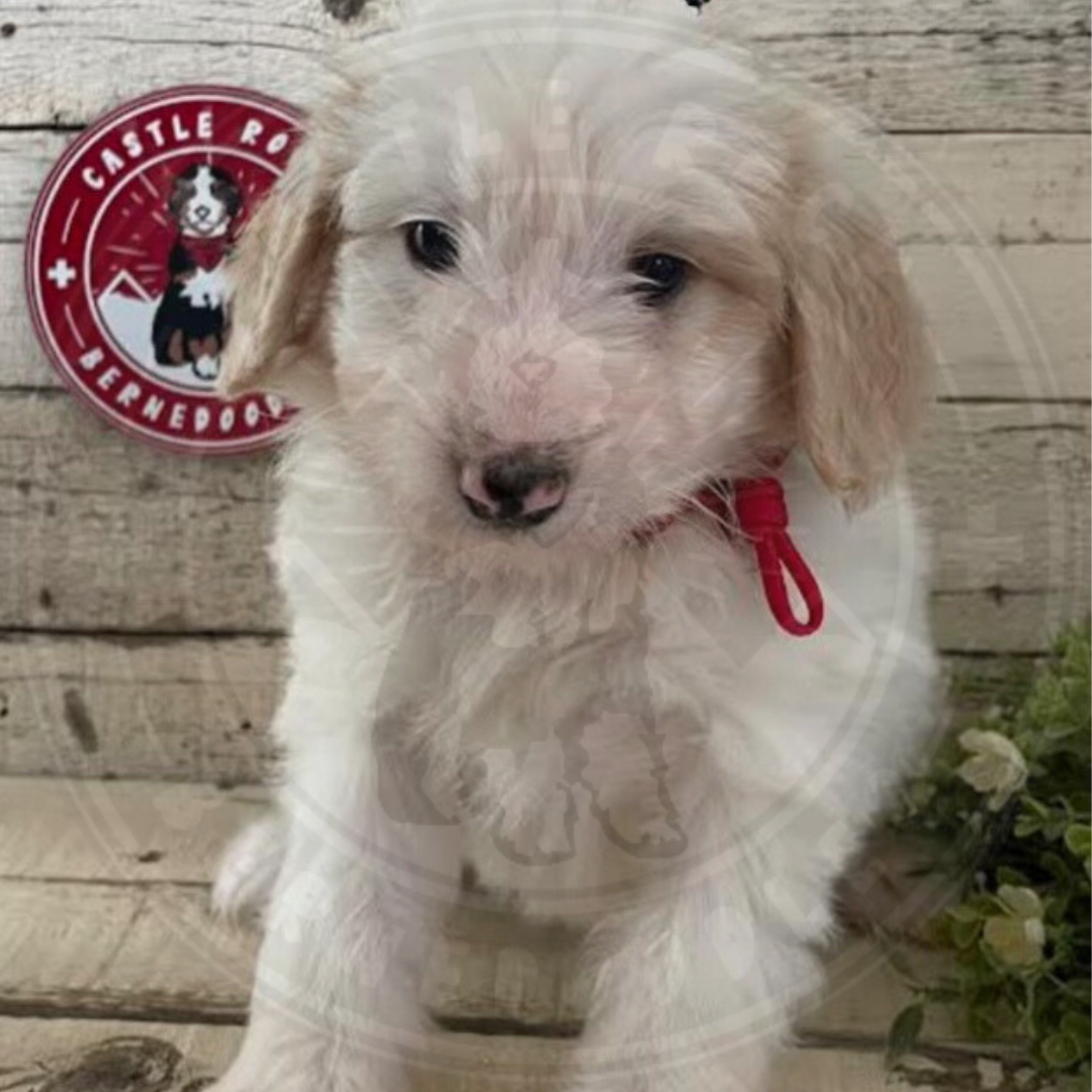 Sage (Female, F1b Maxi Bernedoodle) - FOUND A NEW HOME