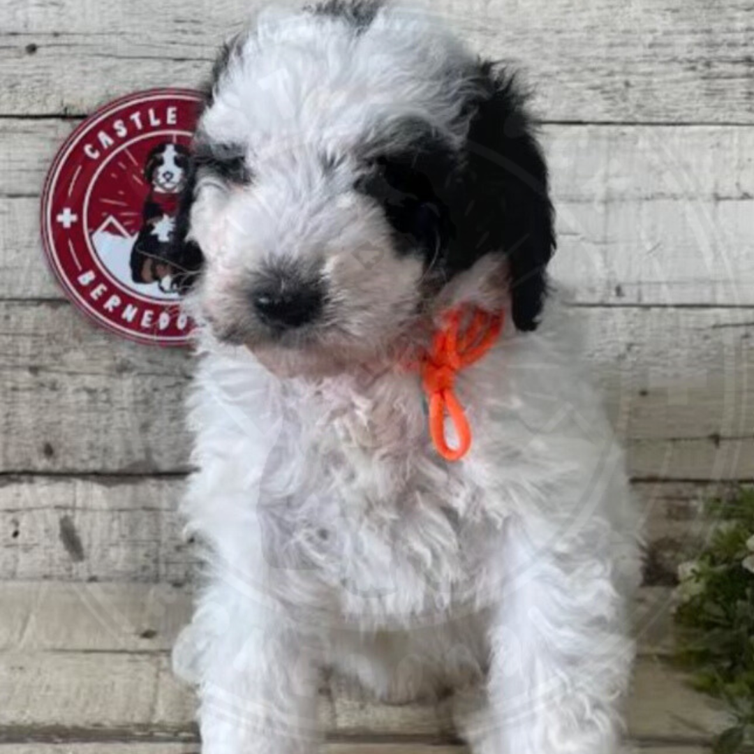 Sammy (Male, F1b Maxi Bernedoodle)
