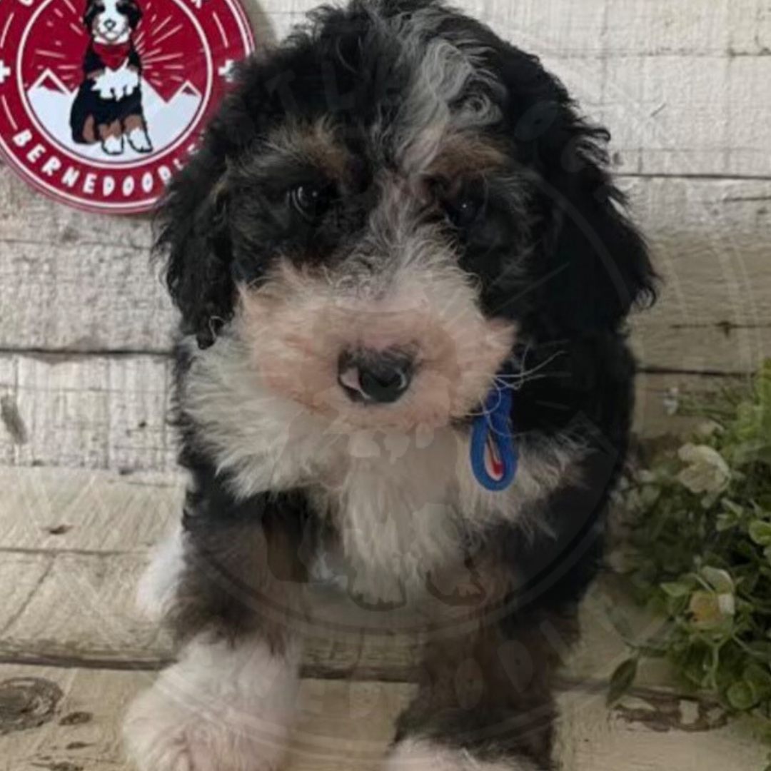 Scarlett (Female, F1b Maxi Bernedoodle) - FOUND A NEW HOME