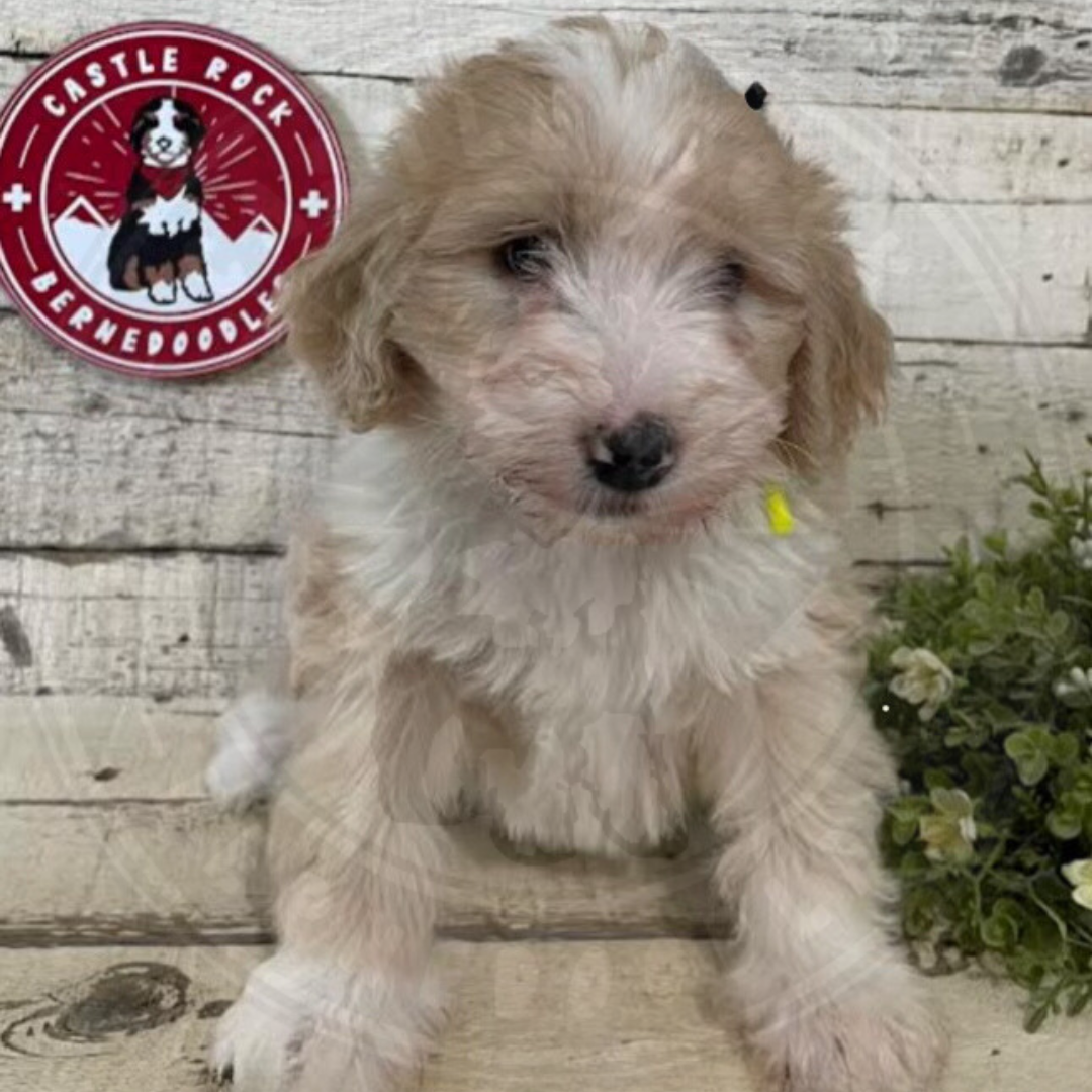 Stetson (Male, F1b Maxi Bernedoodle) - FOUND A NEW HOME