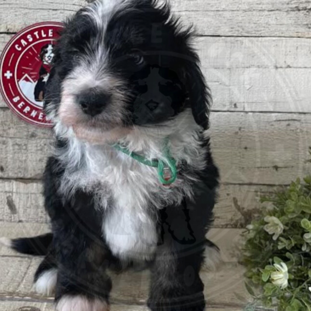 Sutton (Male, F1b Maxi Bernedoodle) - FOUND A NEW HOME