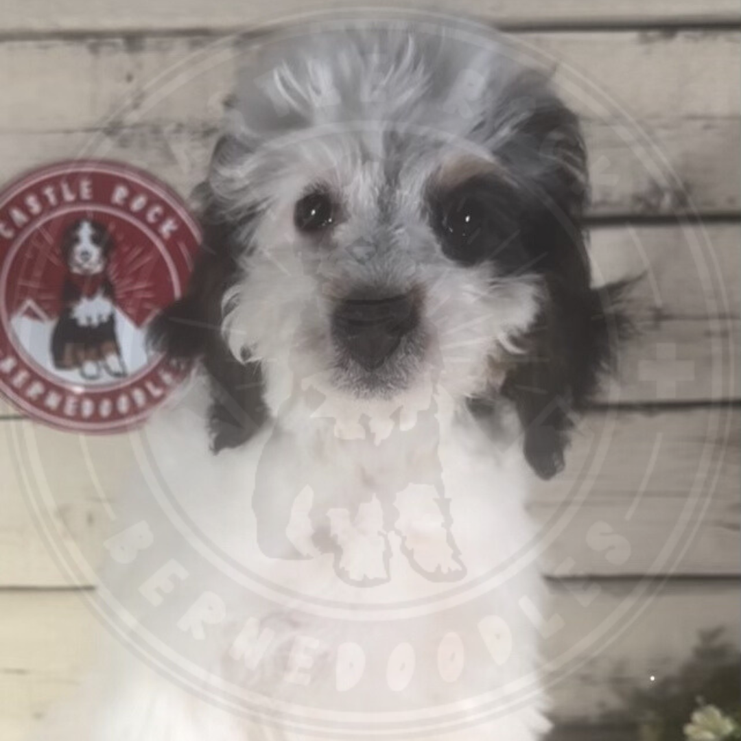 Beatrice (Female, F1b Micro Bernedoodle)