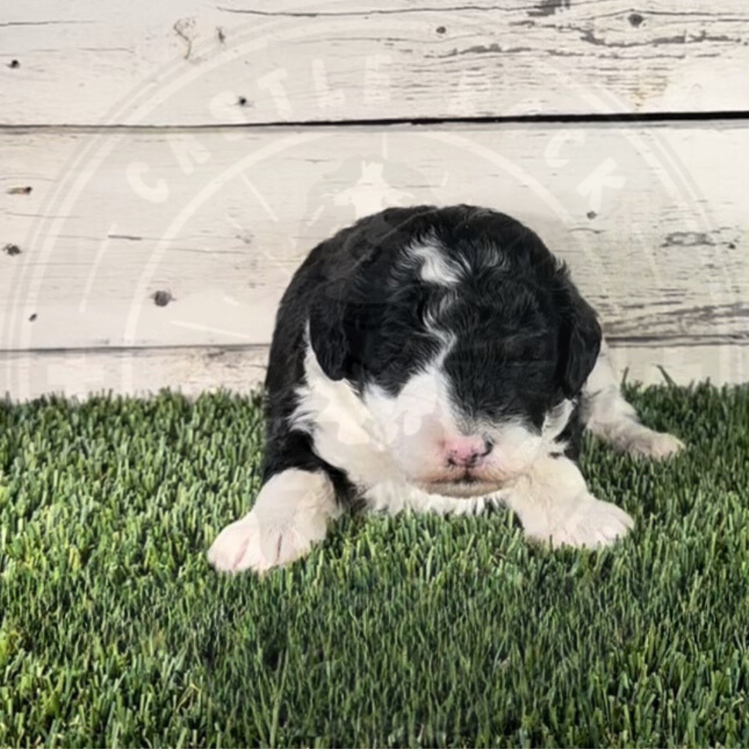 Nancy (Female, Yellow, F1b Micro Bernedoodle) - FOUND A NEW HOME