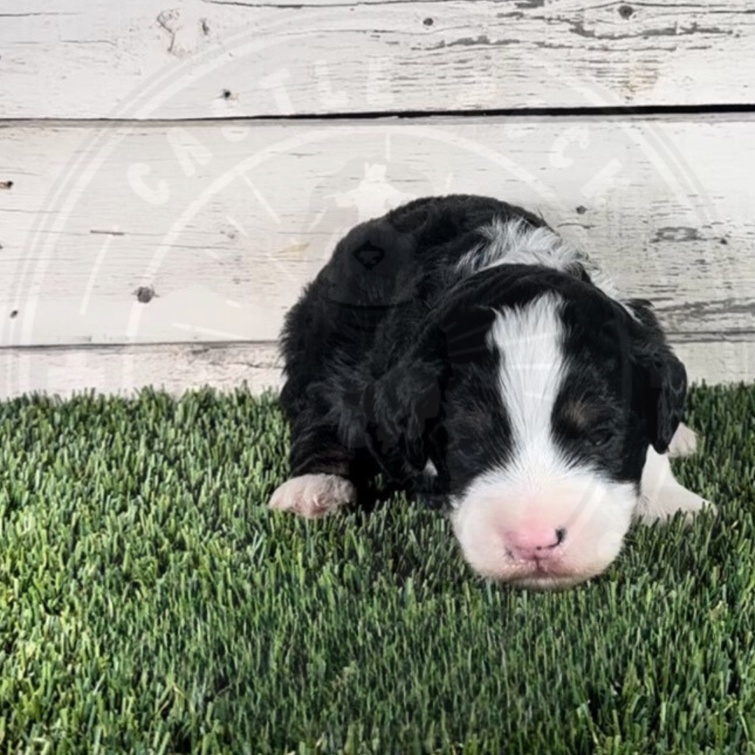 Nico (Male, Green, F1b Micro Bernedoodle) - FOUND A NEW HOME
