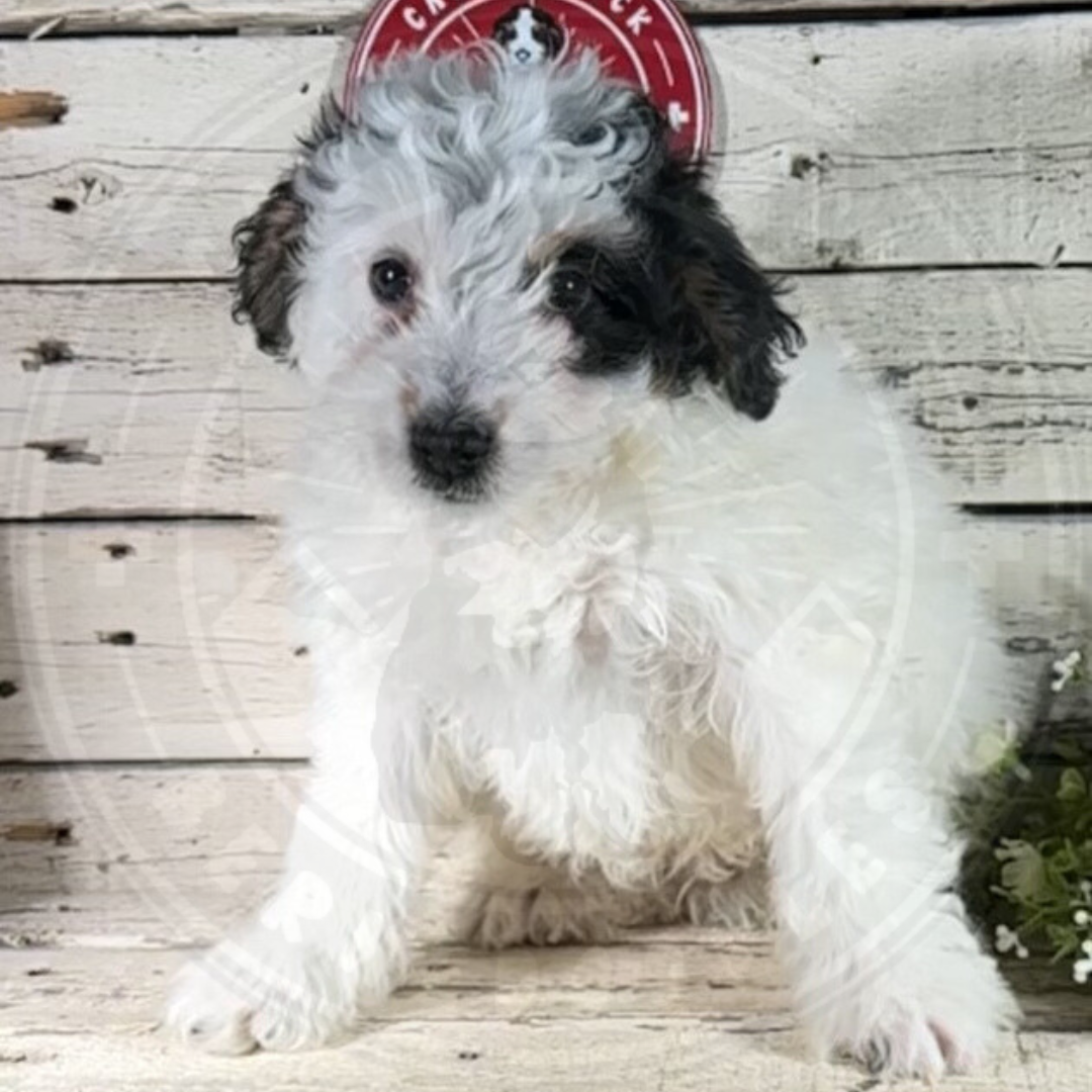 Beatrice (Female, F1b Micro Bernedoodle)