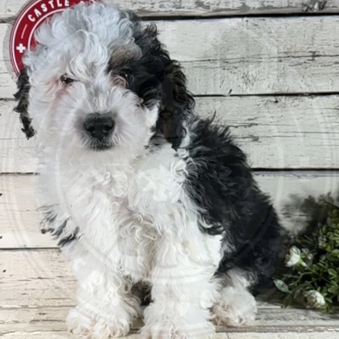 Benji (Male, F1b Micro Bernedoodle)