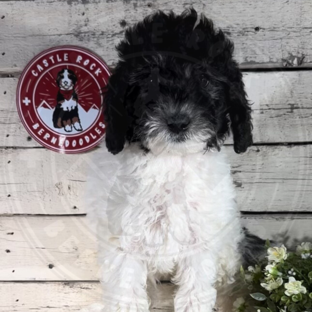 Capri (Female, F1b Mini Bernedoodle)