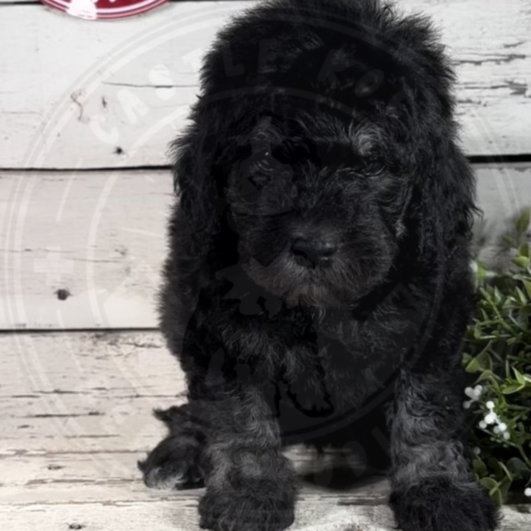 Cash (Male, F1b Mini Bernedoodle)