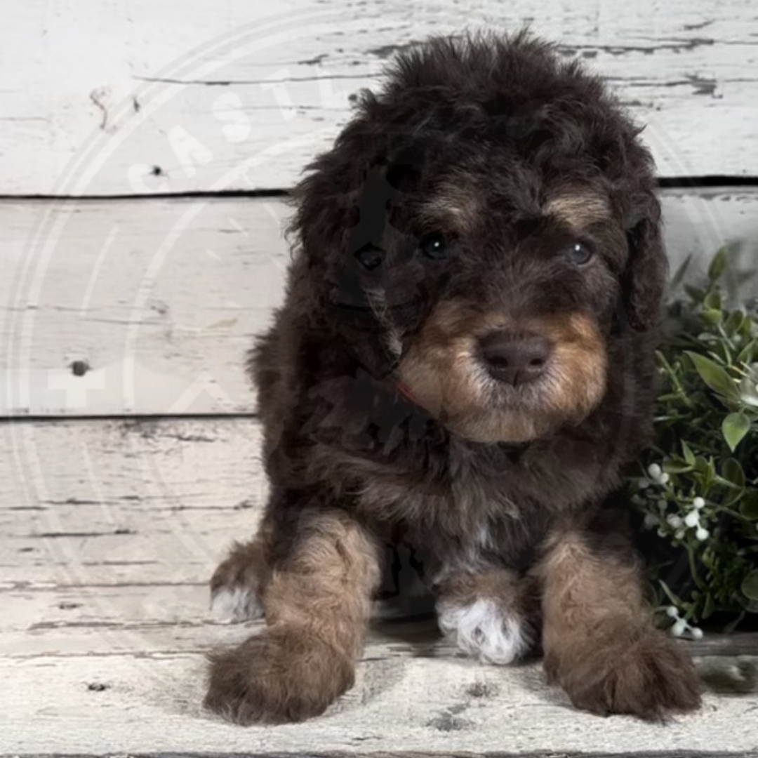 Champ (Male, F1b Mini Bernedoodle)