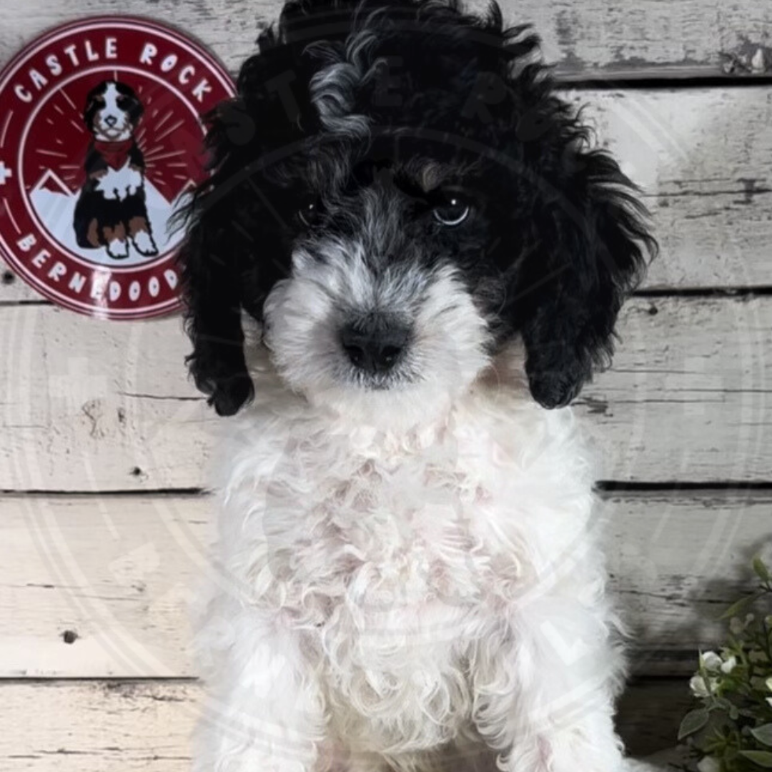 Cooper (Male, F1b Mini Bernedoodle)
