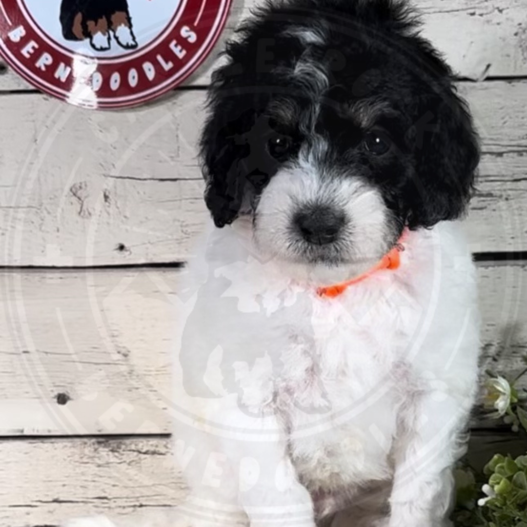 Cooper (Male, F1b Mini Bernedoodle)