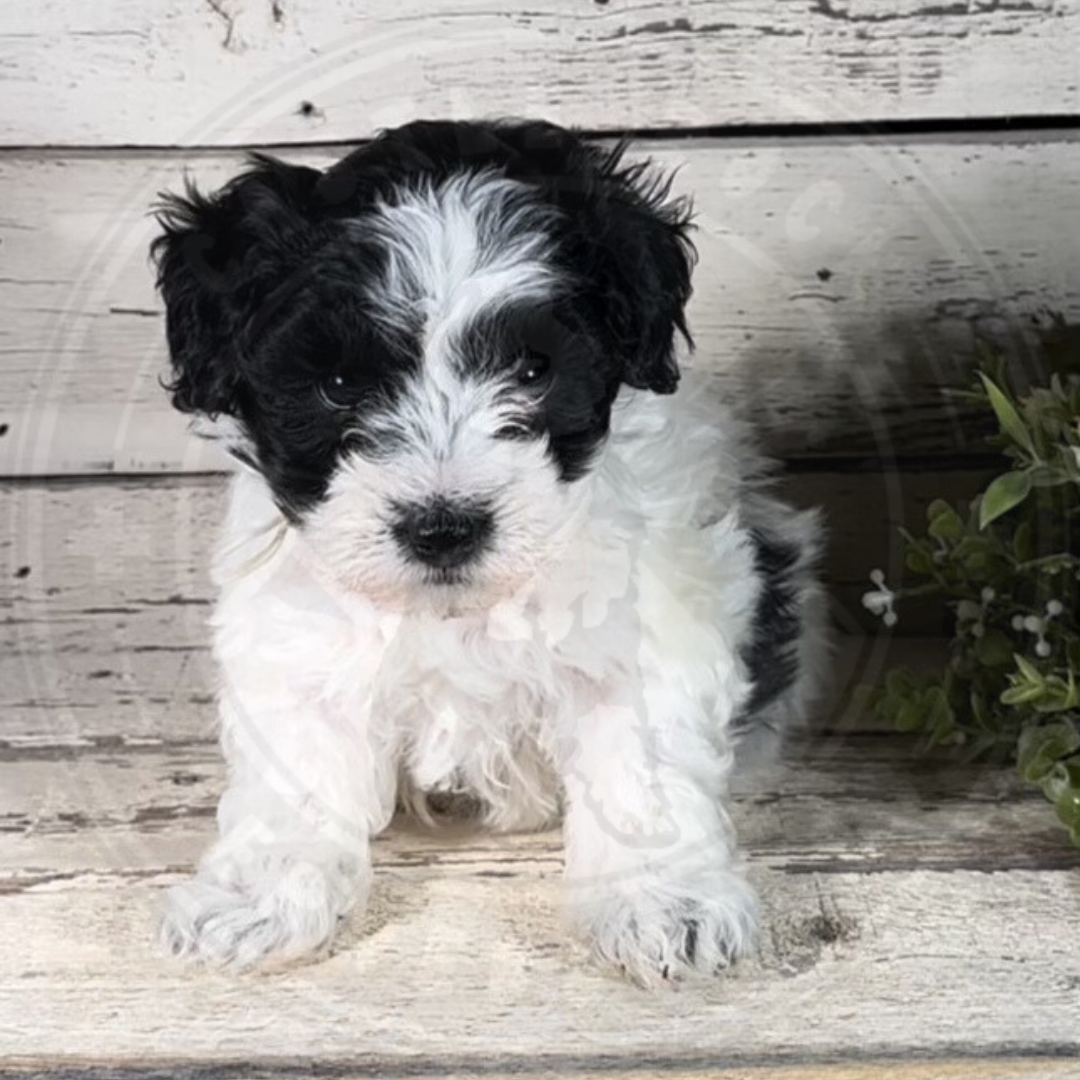 Gena (Female, F1b Mini Bernedoodle)