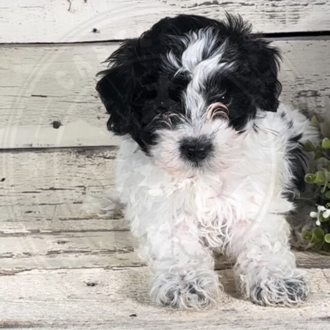 Gena (Female, F1b Mini Bernedoodle)