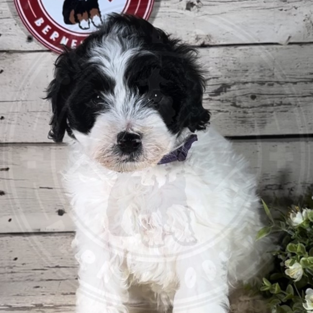 Gia (Female, F1b Mini Bernedoodle) $2500