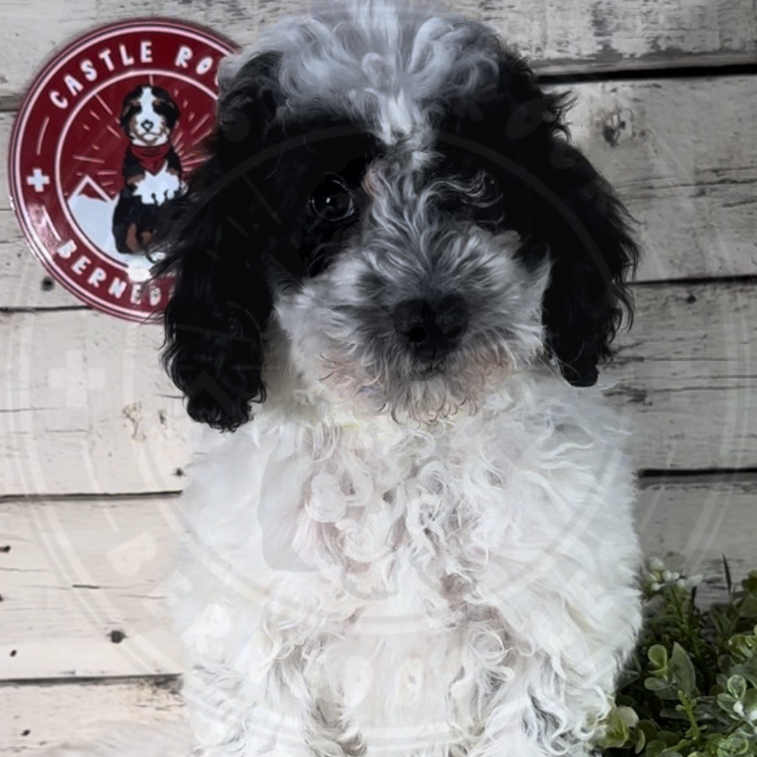 Grant (Male, F1b Mini Bernedoodle) $2500