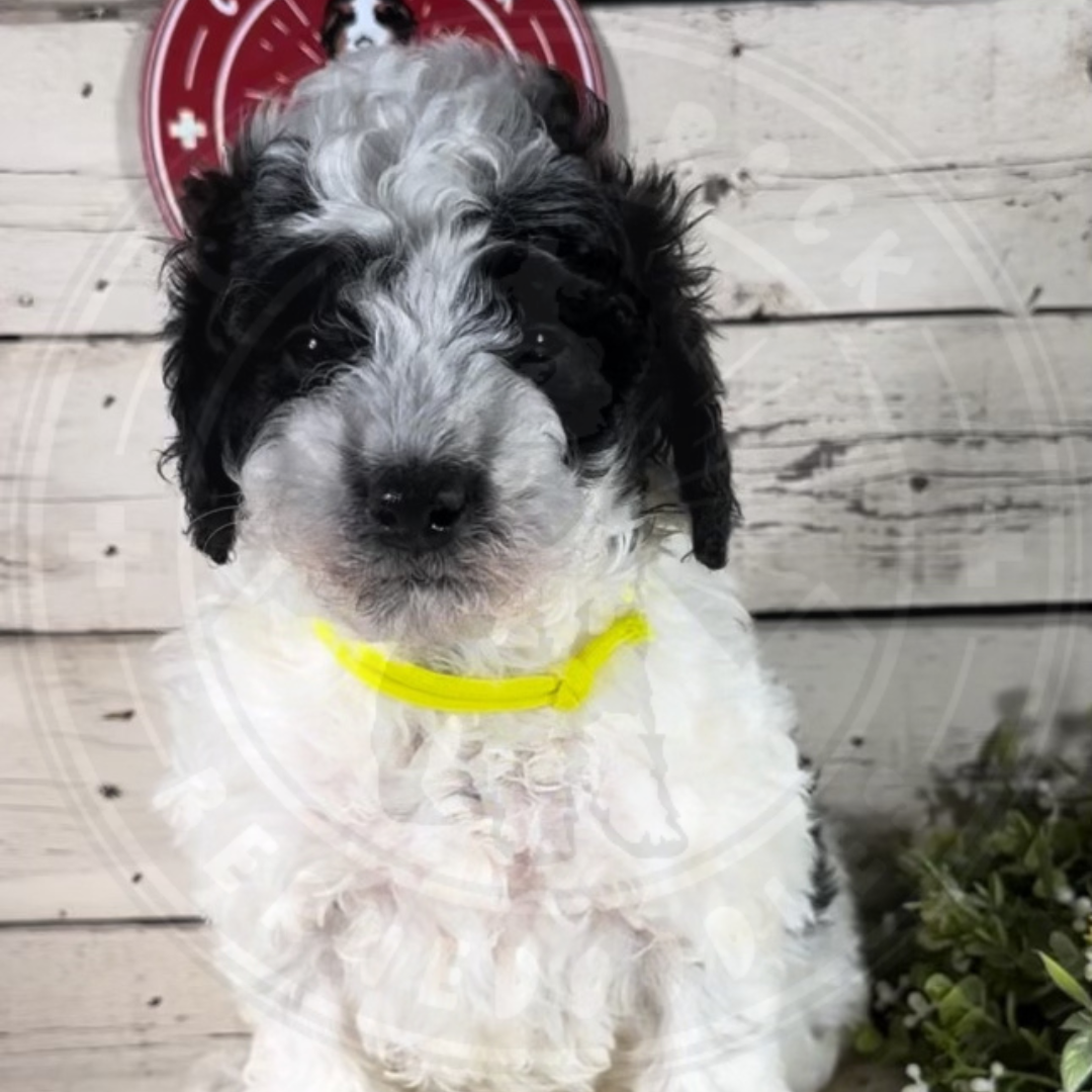 Grant (Male, F1b Mini Bernedoodle) $2500