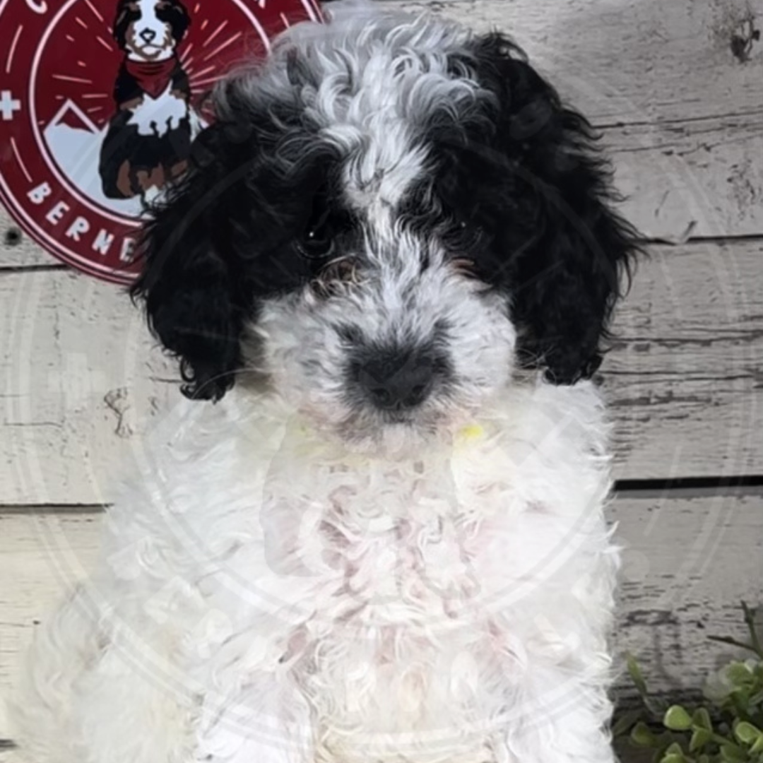 Grant (Male, F1b Mini Bernedoodle) $2500