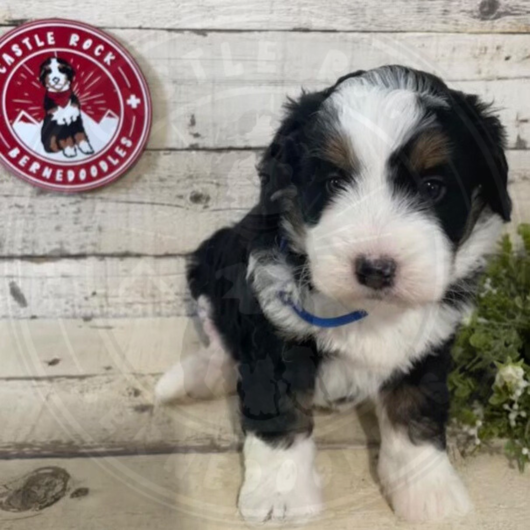 Lady (Female, F1 Mini Bernedoodle) $3500