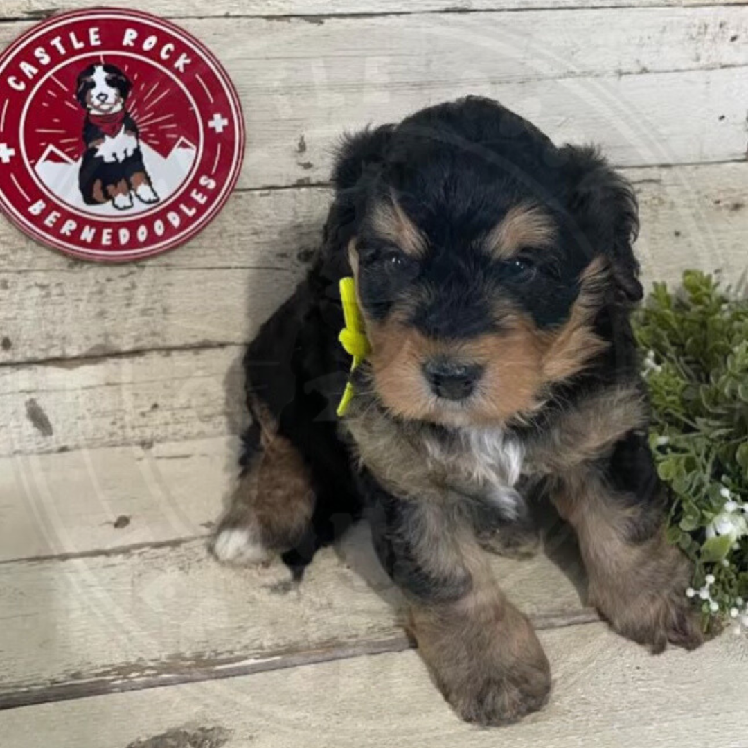 Lassie (Female, F1 Mini Bernedoodle) $2500