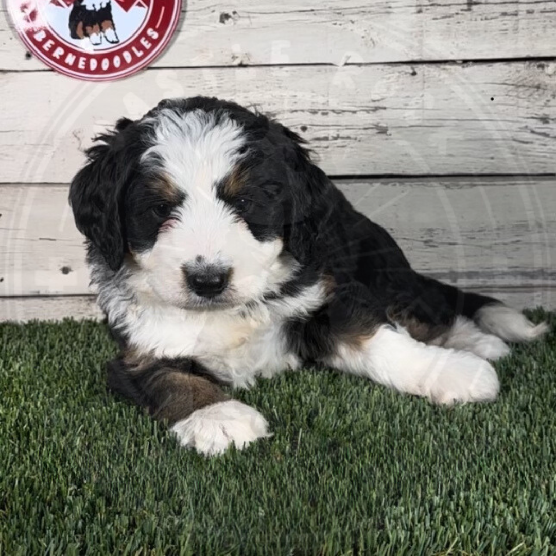 Maya (Female, F1b Mini Bernedoodle) $3500