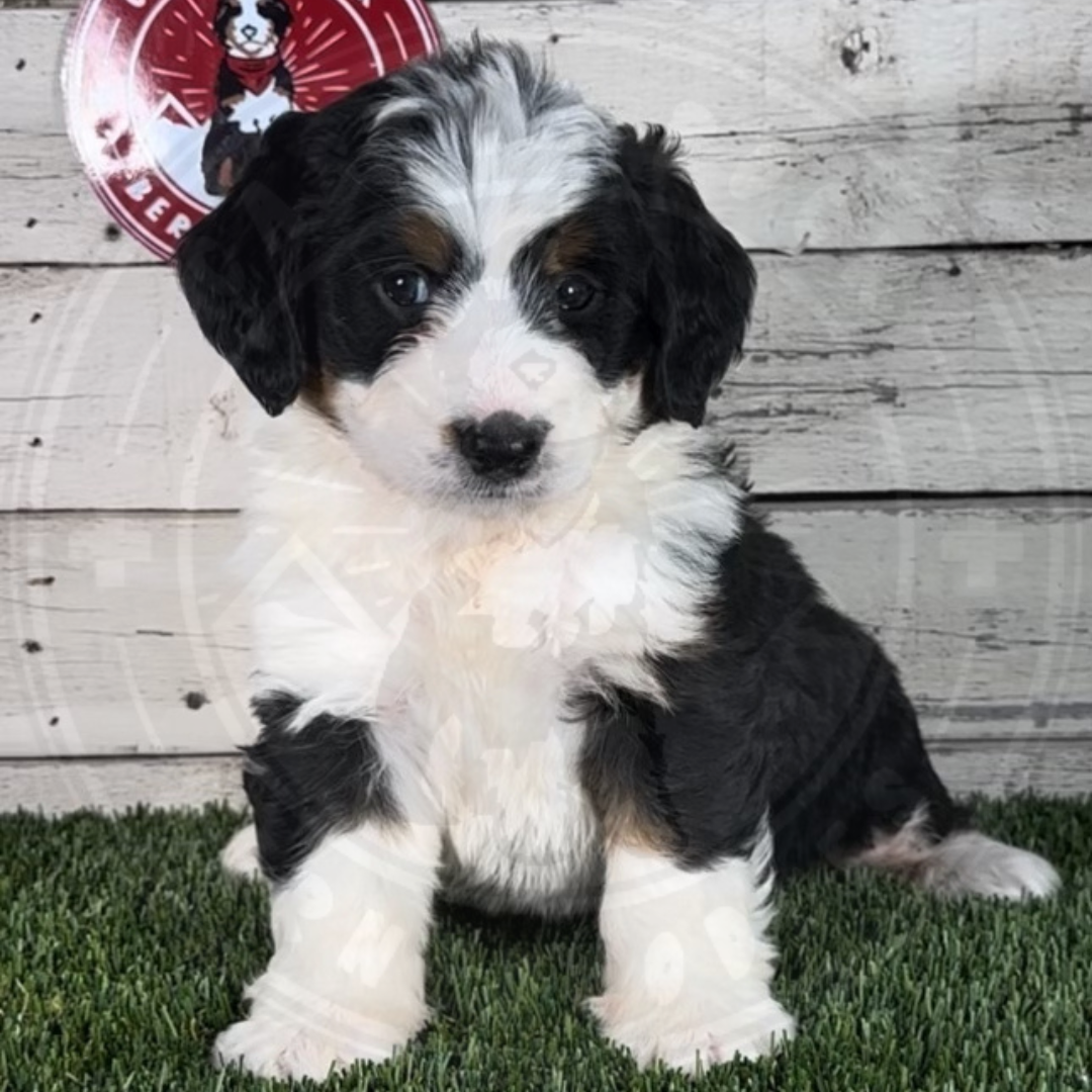 Mila (Female, F1b Mini Bernedoodle) $3500