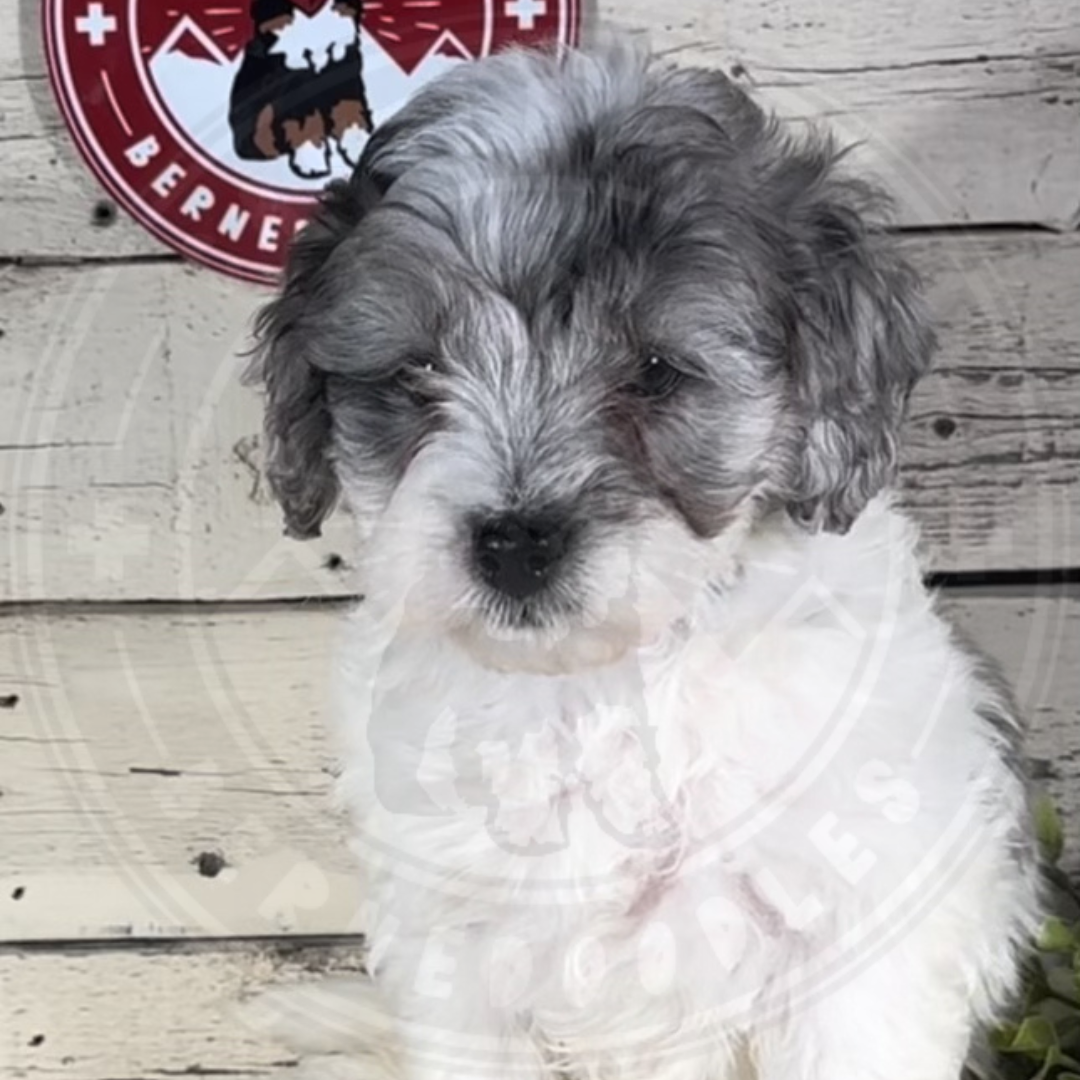 Gabe (Male, F1b Mini Blue Merle) - FOUND A NEW HOME