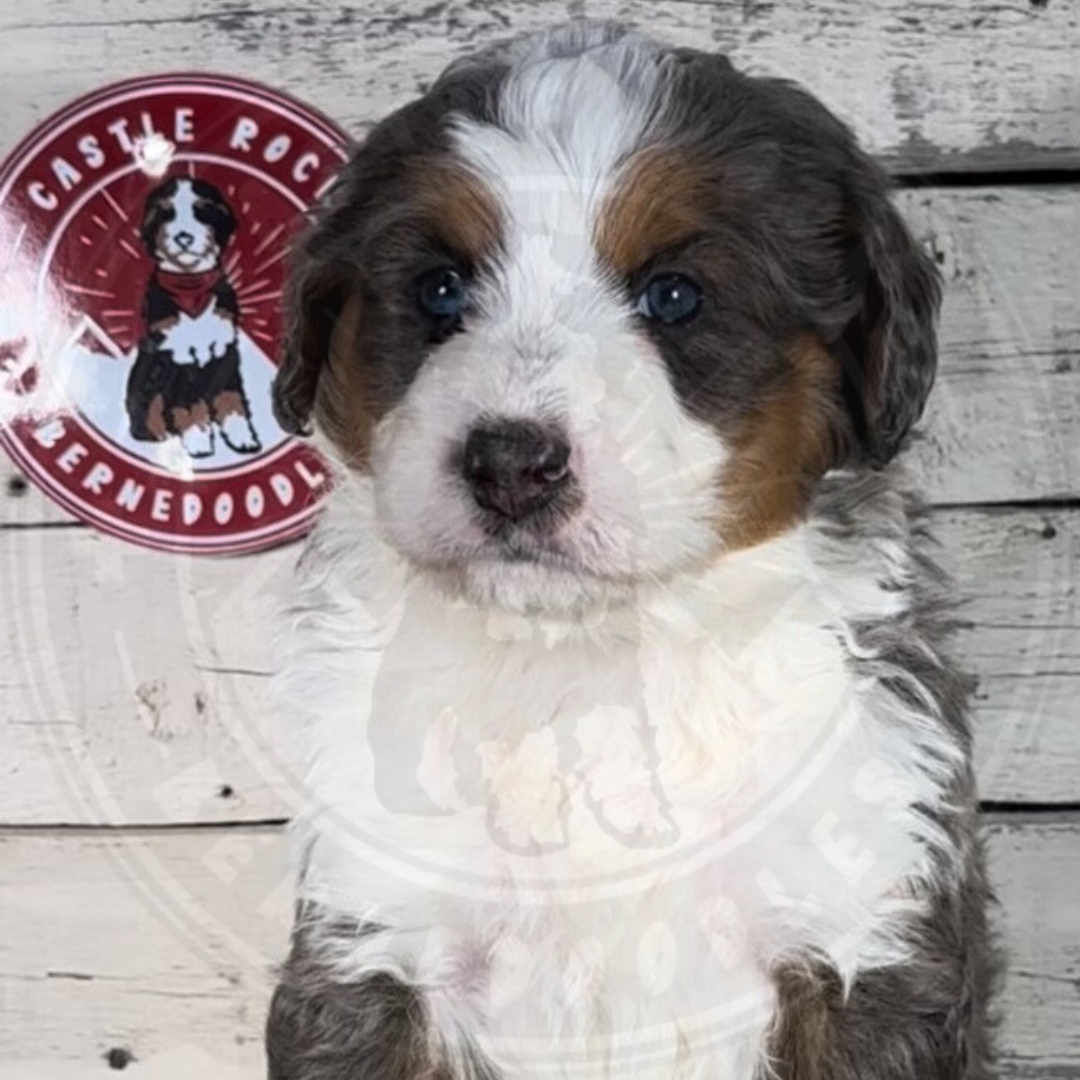 Max (Male, F1 Mini Blue Merle) - FOUND A NEW HOME