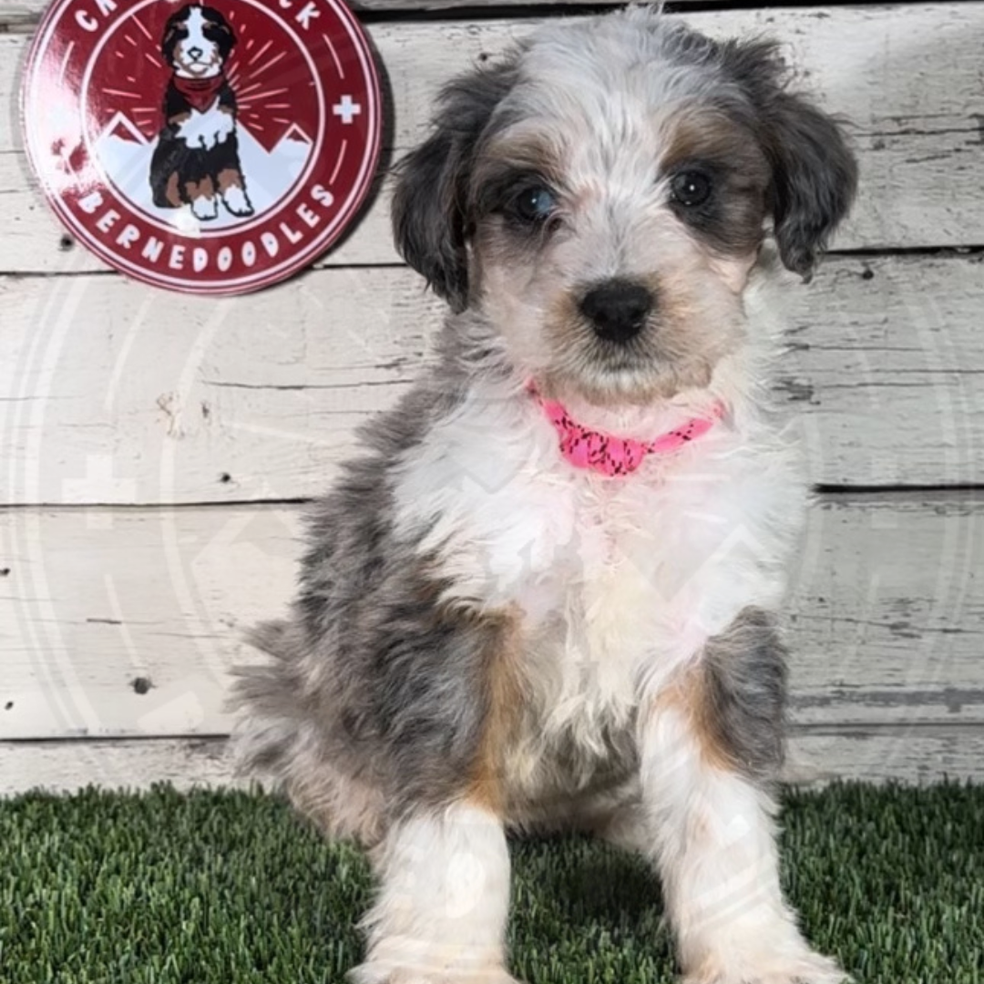 Mickey (Male, F1 Mini Blue Merle) - FOUND A NEW HOME