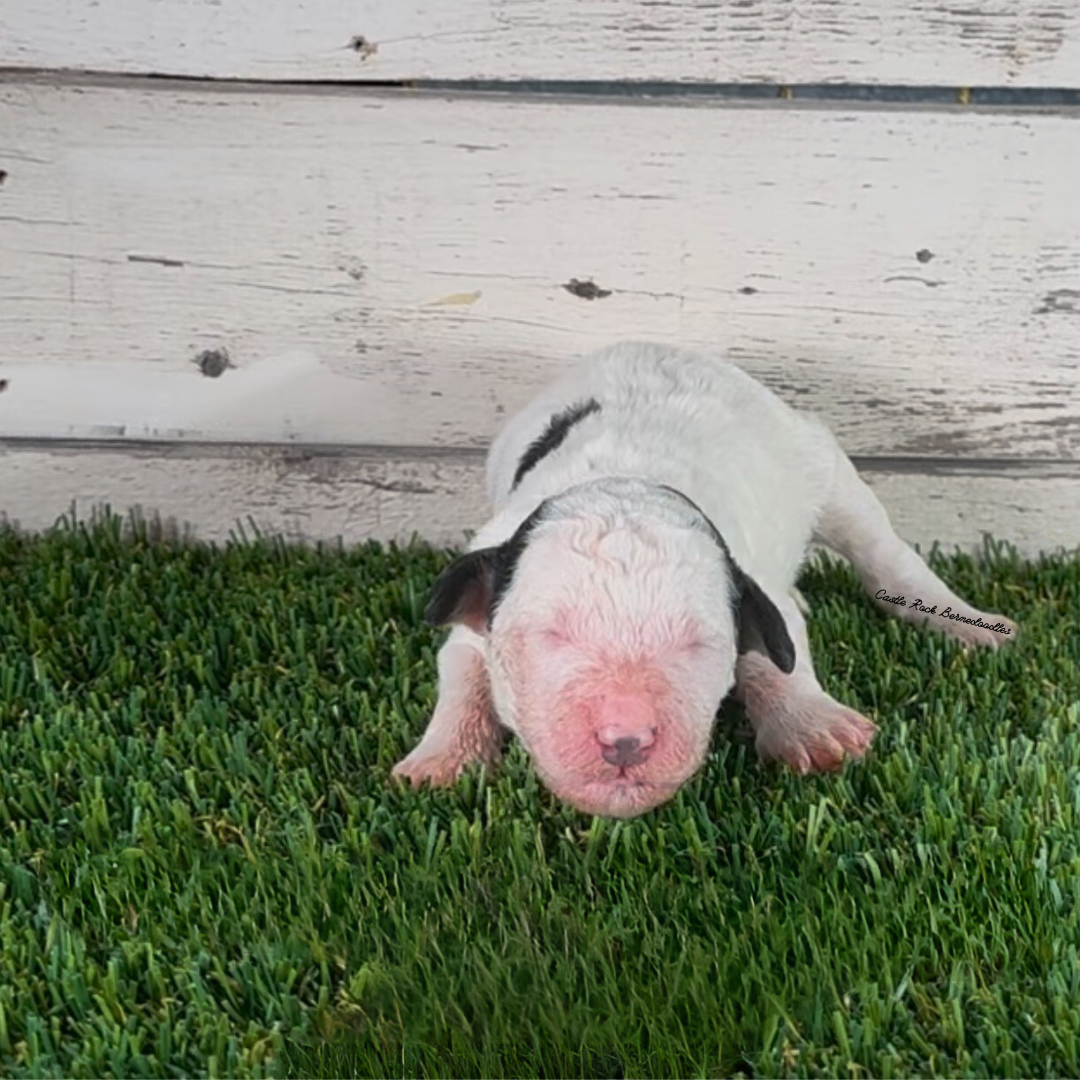 Fallon (Female, F1b Major Bernedoodle) - FOUND A NEW HOME