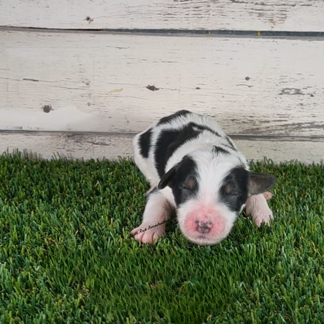 Ferris (Male, F1b Major Bernedoodle) - Found a New Home!