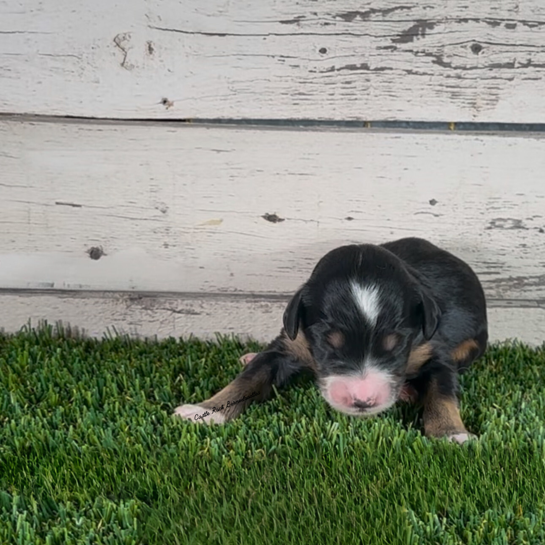 Fiona (Female, F1b Major Bernedoodle) - FOUND A NEW HOME