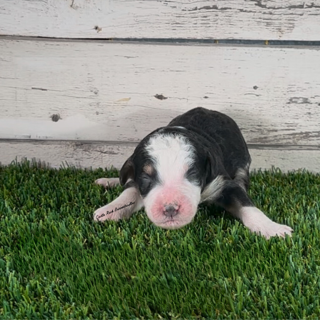 Fletch (Male, F1b Major Bernedoodle) - FOUND A NEW HOME