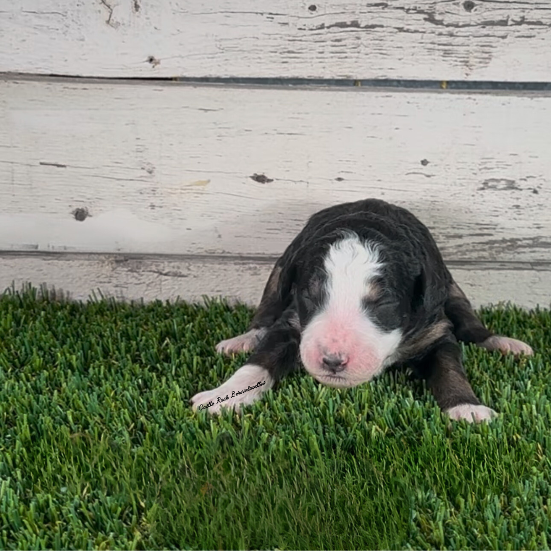 Flora (Female, F1b Major Bernedoodle) - FOUND A NEW HOME