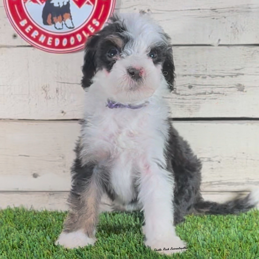 Franny (Female, F1b Major Bernedoodle) - FOUND A NEW HOME