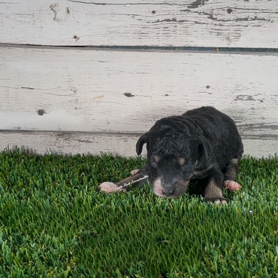 Freya (Female, F1b Major Bernedoodle) - FOUND A NEW HOME