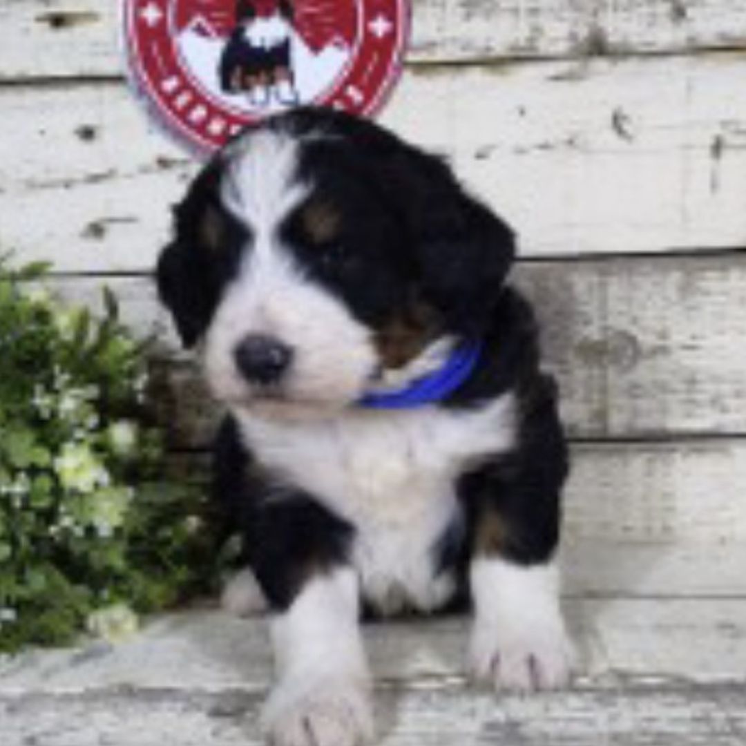 Gage (Male, F1 Mini Bernedoodle)