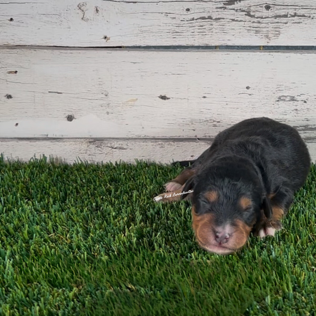 Gavin (Male, F1 Maxi Bernedoodle) - FOUND A NEW HOME