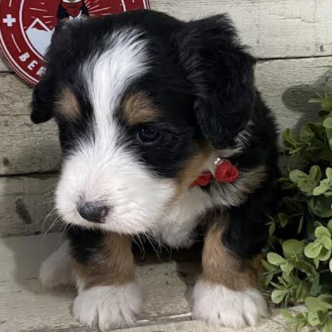 Gema (Female, F1 Mini Bernedoodle)