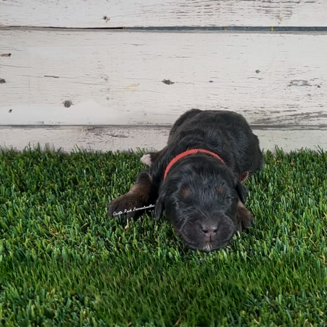 Gemma (Female, F1 Maxi Bernedoodle) - FOUND A NEW HOME