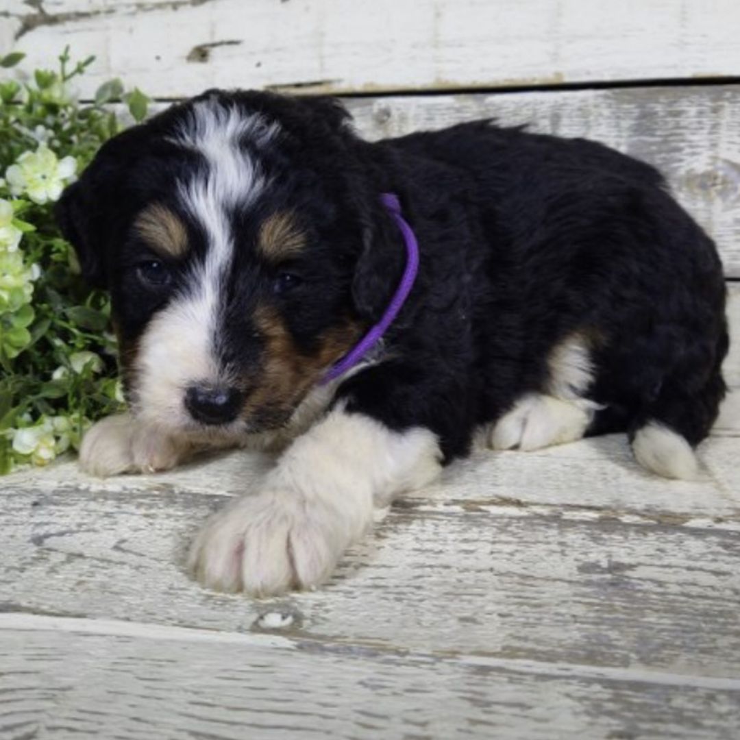 George (Male, F1 Mini Bernedoodle)