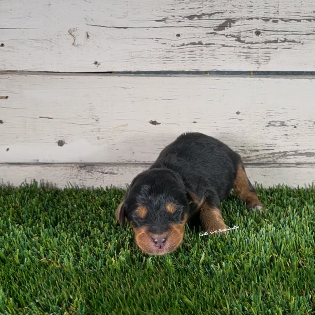Graham (Male, F1 Maxi Bernedoodle) - FOUND A NEW HOME