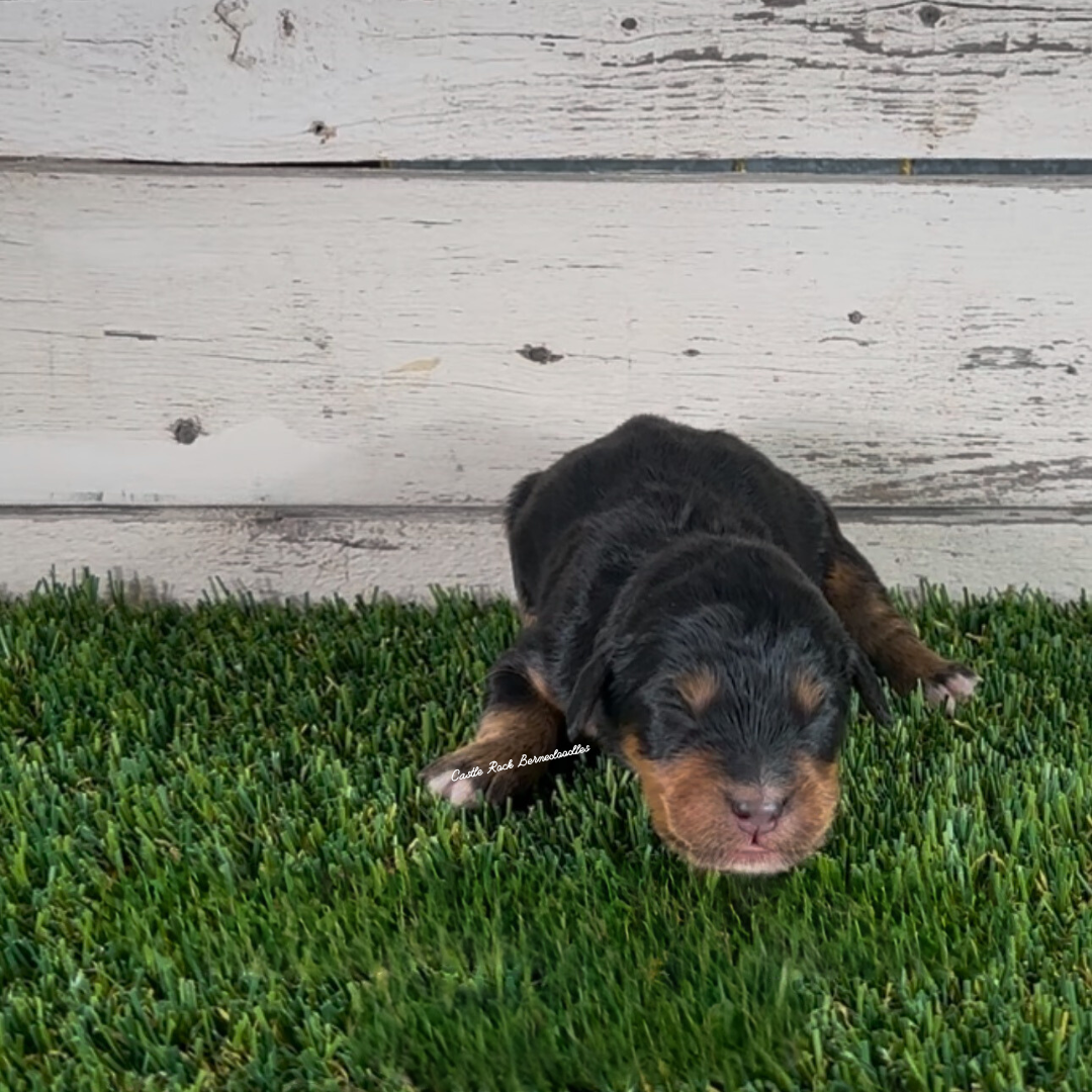 Grant (Male, F1 Maxi Bernedoodle) - FOUND A NEW HOME