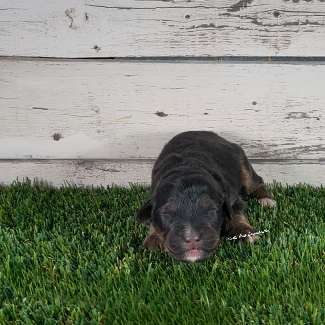 Grayson (Male, F1 Maxi Bernedoodle) - FOUND A NEW HOME