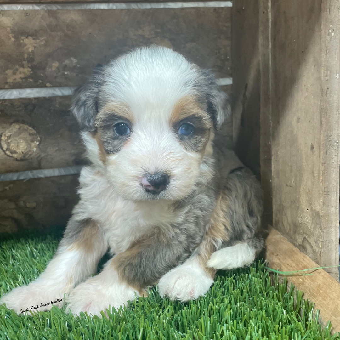Tess (Female, F1 Mini Bernedoodle) - FOUND A NEW HOME